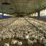 آغاز ارائه تسهیلات نقدی به تولیدکنندگان دام و طیور خرد از امروز