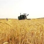 آغاز خرید تضمینی گندم با پرداخت علی الحساب