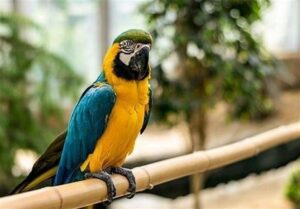 انتقال موقت پرندگان لویزان به نمک‌آبرود