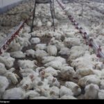 تداوم چرخش زنجیره تامین صنعت دام و طیور