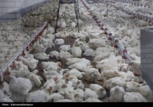 تداوم چرخش زنجیره تامین صنعت دام و طیور