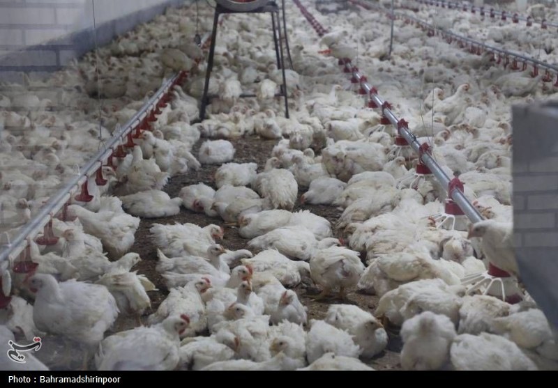 تداوم چرخش زنجیره تامین صنعت دام و طیور