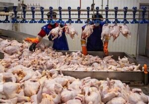 تولید شیر، مرغ و تخم مرغ 30 درصد بیشتر از نیاز داخل است