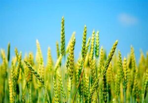 جایزه قابل توجه، جایگزین افزایش نرخ خرید تضمینی گندم شد