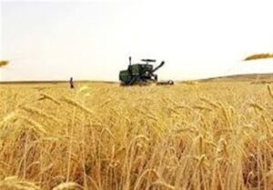 جدید ترین برآورد حاکی از تولید 13 میلیون تن گندم در کشور است