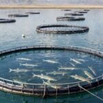 لزوم رفع موانع تولید بخش شیلات در شرایط جنگی