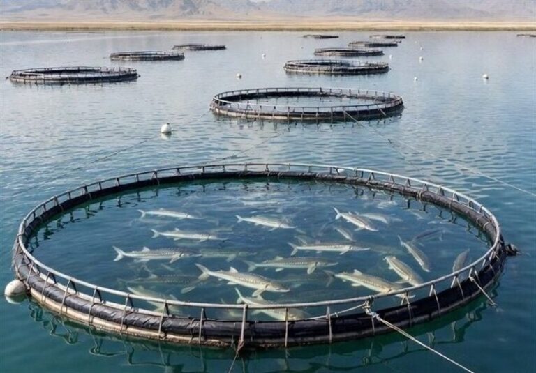 لزوم رفع موانع تولید بخش شیلات در شرایط جنگی