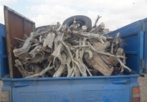 ممنوعیت حمل چوب در گلستان طی ایام نوروز