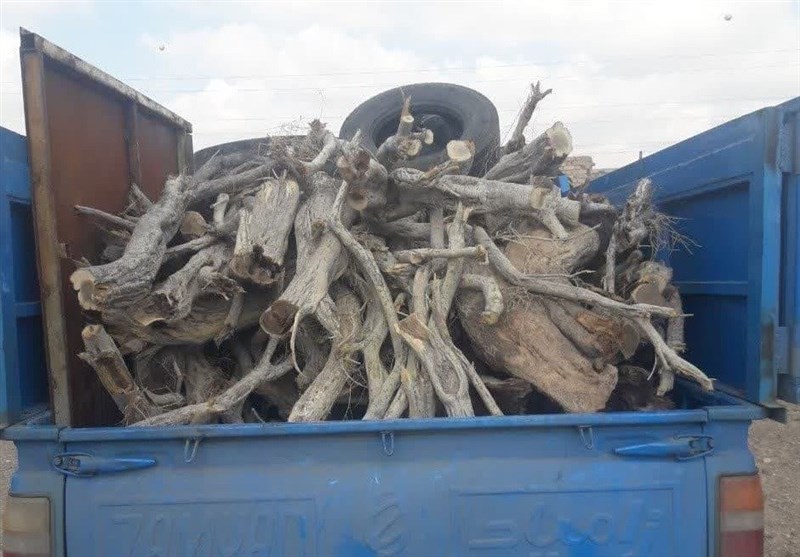 ممنوعیت حمل چوب در گلستان طی ایام نوروز