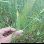 هشدار درباره احتمال بروز زنگ زرد گندم