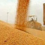 120 هزار تن گندم خرید تضمینی شد/ قیمت 48.5 هزار تومان