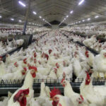 آغاز اجرای طرح ساماندهی مرغداری‌های فاقد مجوز در مازندران