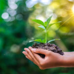 آغاز کاشت ۵۰ هزار نهال امید در آزادراه شیراز–اصفهان