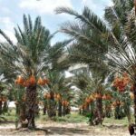 آیین‌های سنتی نخل‌داران سیستان و بلوچستان؛ پیوند طبیعت با فرهنگ بومی