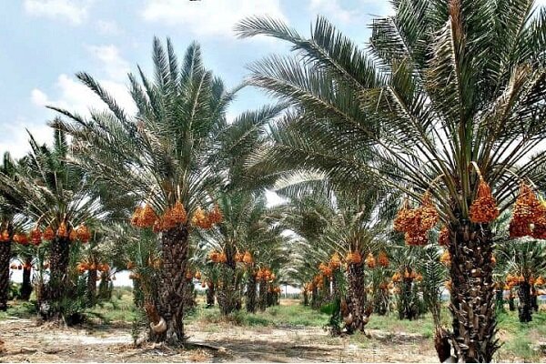 آیین‌های سنتی نخل‌داران سیستان و بلوچستان؛ پیوند طبیعت با فرهنگ بومی