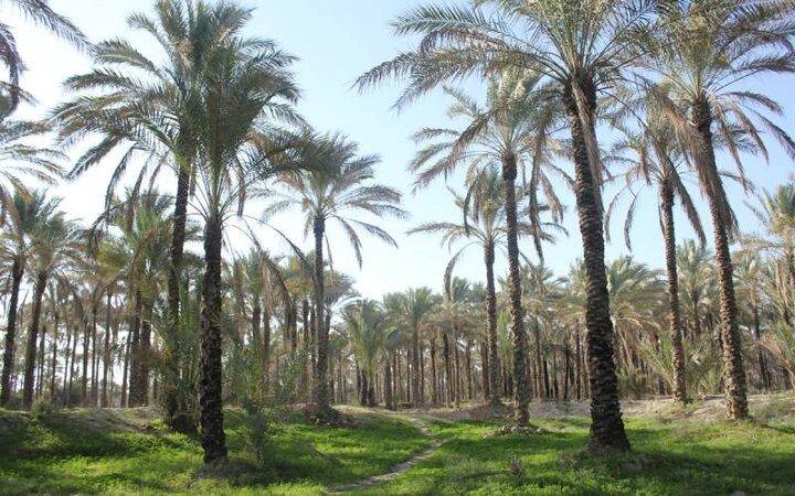 آیین‌های سنتی نخل‌داران سیستان و بلوچستان؛ پیوند طبیعت با فرهنگ بومی