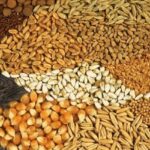 اجرای طرح «پایش مستمر کیفیت و کمیت خوراک آبزی» در لرستان