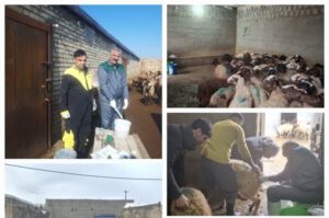 اجرای فاز نخست همزمان‌سازی فحلی در دام سبک بیجار؛ پوشش ۳۰۰ رأس دام