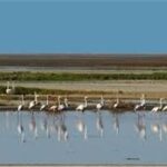 احیای تالاب بین‌المللی گاوخونی کلید خورد؛ اجرای پروژه تا 2028