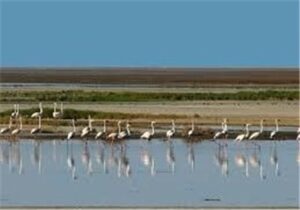 احیای تالاب بین‌المللی گاوخونی کلید خورد؛ اجرای پروژه تا 2028