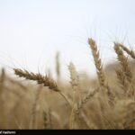 ارز واردات گندم دوباره 28500 تومان شد