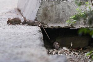 افزایش جمعیت موش‌ها در تهران؛ راهکار محیط زیست چیست؟