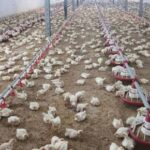 افزایش جوجه‌ریزی در سوادکوه نیازمند تأمین نهاده‌ها است