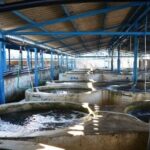 افزایش ۲ برابری تولید آبزیان در ایران با فناوری نانوحباب