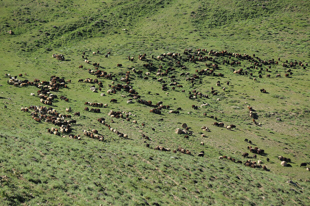 برآورد تولید ۹.۲ میلیون تن علوفه در مراتع کشور