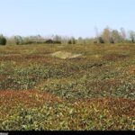 برفِ ناخوانده، باغ‌های اهر را در آغوشِ سرما فرو برد