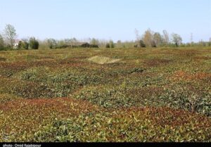 برفِ ناخوانده، باغ‌های اهر را در آغوشِ سرما فرو برد