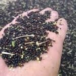 برنامه وزارت جهادکشاورزی برای رفع وابستگی به بذرهای وارداتی