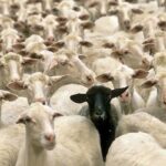 بساطی: ۱۱۵ رأس دام قاچاق در نایین توقیف شد