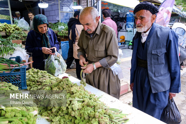 بهار سبز سنندج؛ از کوه تا بازار،روایت رونق گیاهان خوراکی و اشتغال محلی