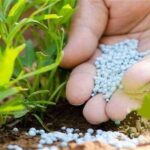 تأثیر تنش درخلیج فارس بر بازارهای جهانی کود شیمیایی و تولید غذا