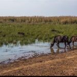 تأمین حقابه هورالعظیم با انتقال آب از کارون و کرخه