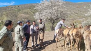 تثبیت ژنتیکی جمعیت مارال در آینالو با انتقال چهار رأس جدید