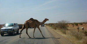 تصادف پژو پارس با شتر در جاسک یک مصدوم برجا گذاشت