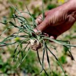 تغییر الگوی کشت با گیاهان دارویی در گرمسار؛ تضمین خرید محصولات تولیدی