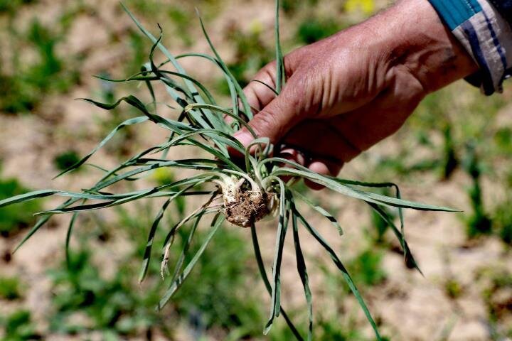 تغییر الگوی کشت با گیاهان دارویی در گرمسار؛ تضمین خرید محصولات تولیدی