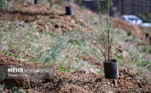 تهران نفس تازه می‌کند؛ آغاز موج جدید درختکاری برای مهار آلودگی و گرما