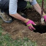 توزیع نهال رایگان در 22بوستان منتخب پایتخت به مناسبت روز طبیعت