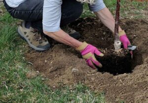 توزیع نهال رایگان در 22بوستان منتخب پایتخت به مناسبت روز طبیعت