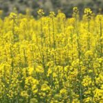 توسعه کشت کلزا در میامی با ۳۰۰هکتار؛ پیش‌بینی برداشت ۷۰۰تن دانه روغنی