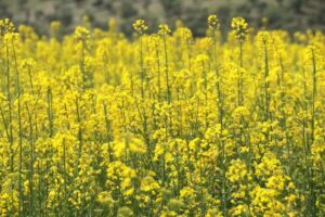 توسعه کشت کلزا در میامی با ۳۰۰هکتار؛ پیش‌بینی برداشت ۷۰۰تن دانه روغنی