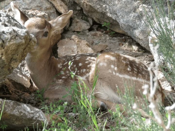 تولد گوزن زرد ایرانی در منطقه حفاظت شده باغ شادی خاتم