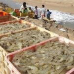 تولید میگو در کشور با رشد 37 درصدی به رکورد جدید رسید