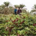 تولید گیاهان دارویی سیستان و بلوچستان به بیش از ۳۲ هزار تن رسید