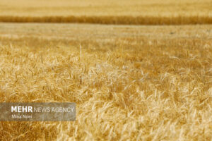 تولید ۱.۵ میلیون تن گندم مورد نیاز صنایع