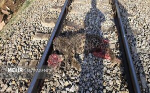 جزئیات برخورد قطار با پلنگ ایرانی در فیروزکوه تشریح شد/انتقال لاشه